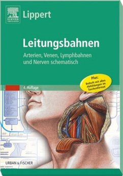 Herbert Lippert (Autor) - Lippert Leitungsbahnen: Arterien, Venen, Lymphbahnen und Nerven schematisch