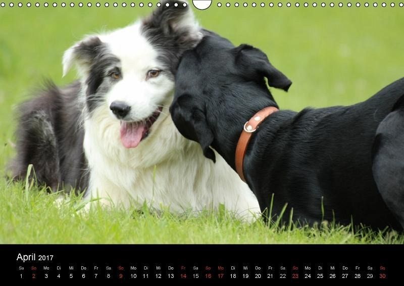 schwarze hund seine freunde wandkalender. schwarze hund seine freunde wandkalender.