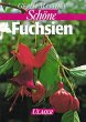 Fuchsien für Balkon und Terrasse - Bild 1