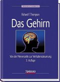 Das Gehirn