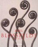 Karl Blossfeldt, Photographien