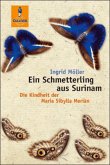 Ein Schmetterling aus Surinam