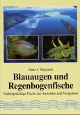 Blauaugen und Regenbogenfische Blauaugen und Regenbogenfische