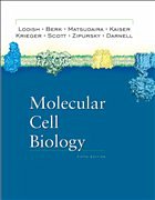 Molecular Cell Biology - Lodish, Harvey / Berk, Arnold / Matsudaira, Paul / Kaiser, Chris A. / Krieger, Monty / Scott, Matthew P. / Zipursky, Lawrence / Darnell, James