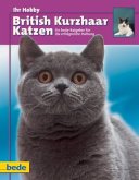 Britisch Kurzhaar Katzen