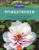 Pfingstrosen