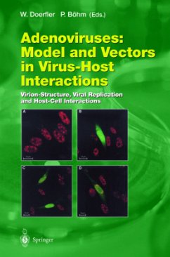Adenoviruses: Model and Vectors in Virus-Host Interactions - Doerfler, Walter / Böhm, Petra (eds.)