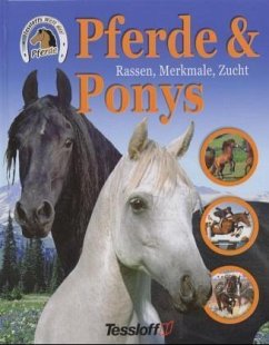 Pferde & Ponys, Rassen, Merkmale, Zucht - Ransford, Sandy