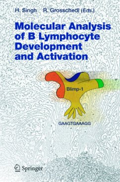 Molecular Analysis of B Lymphocyte Development and Activation - Singh, Harinder / Grosschedl, Rudolf (eds.)