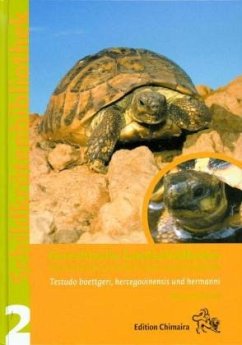 Griechische Landschildkröte - Vetter, Holger