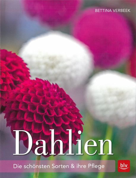 Dahlien - Verbeek, Bettina