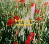 Best Seven Selections