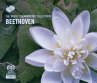 Beethoven: Violin Sonatas 5 & 9 - Bild 1