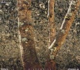 Klaviersonate Nr. 3 op. 5 f-moll / 3 Intermezzi op. 117 / Rhapsodien op. 79