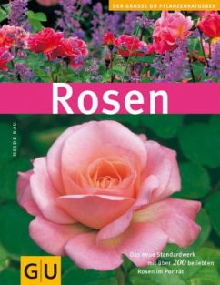 Rosen - Rau, Heide