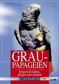 Graupapageien