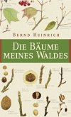 Die Bäume meines Waldes