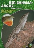 Der Bahama-Anolis