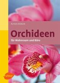 Orchideen für Wohnraum und Büro