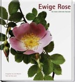 Ewige Rose