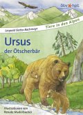 Ursus, der Ötscherbär