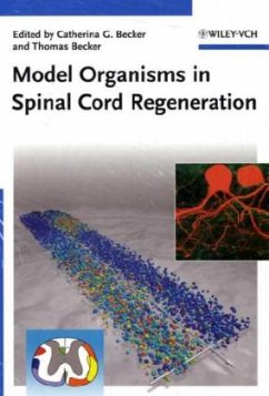 Model Organisms in Central Nervous System Regeneration - Becker, Catherina G. / Becker, Thomas (eds.)