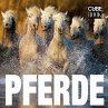 Pferde - Bild 1