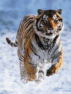 Cover Tiger Im Schnee