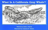 What Is a Gray Whale? What Is a Gray Whale?