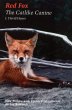 Red Fox - Bild 1