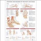 Anatomy and Injuries of the Foot and Ankle