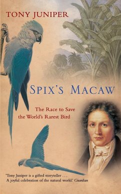 Spix's Macaw - Juniper, Tony
