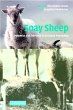 Soay Sheep - Bild 1