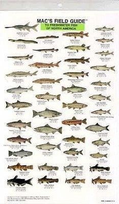 Mac's Field Guides: North American Freshwater Fish - Macgowan, Craig