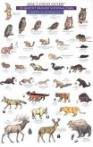 Mac's Field Guides: Mount Rainier National Park Mammals & Birds