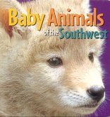 Baby Animals of the Southwest Baby Animals of the Southwest
