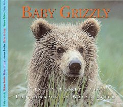 Baby Grizzly - Lang, Aubrey