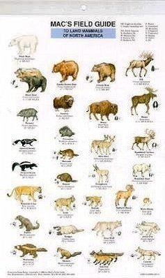 Mac's Field Guides: North American Land Mammals - Macgowan, Craig