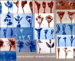 Karl Blossfeldt: Working Collages - Wilde, Ann / Wilde, Jürgen (eds.)