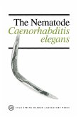 Nematode Caenorhabditis Elegans Nematode Caenorhabditis Elegans