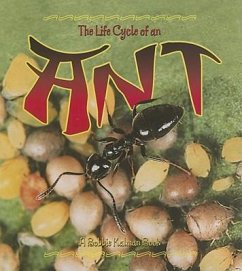 The Life Cycle of an Ant - Dyer, Hadley