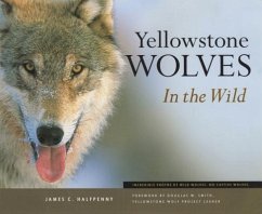 Yellowstone Wolves in the Wild - Halfpenny, James C.