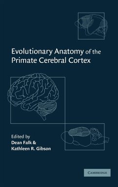 Evolutionary Anatomy of the Primate Cerebral Cortex - Falk, Dean / Gibson, R. (eds.)