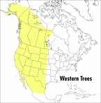 A Peterson Field Guide to Western Trees