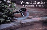 Wood Ducks a Pictorial Study