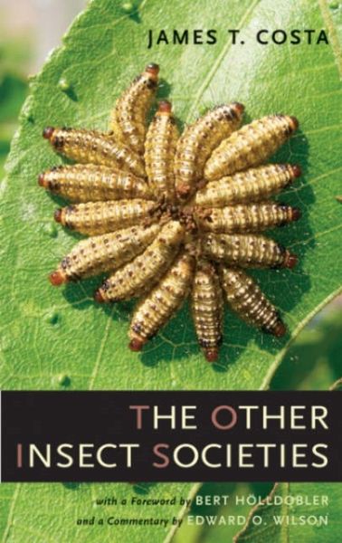 Other Insect Societies Other Insect Societies