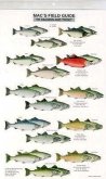 Mac's Field Guides: North American Salmon & Trout