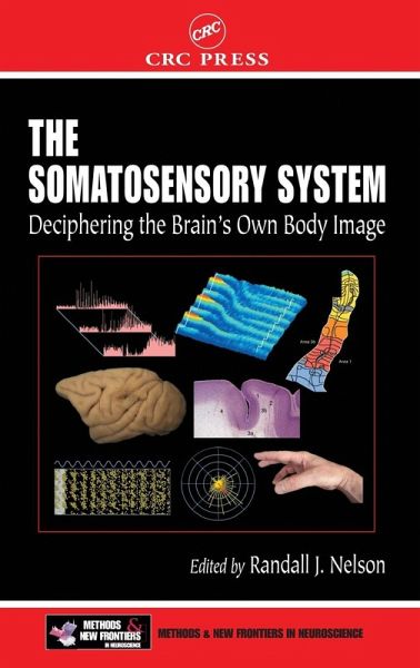 The Somatosensory System