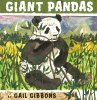 Giant Pandas - Bild 1
