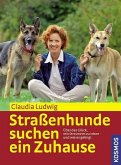 Straßenhunde suchen ein Zuhause